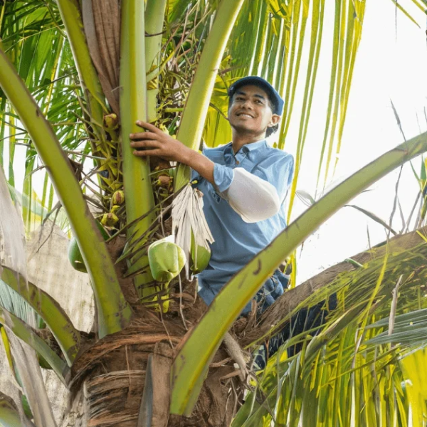 Coconut Industry in Davao del Norte