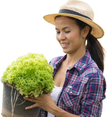 farmers-are-working-green-oak-lettuce-farm copy